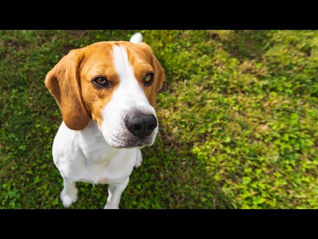 Do Beagles Bark a Lot?