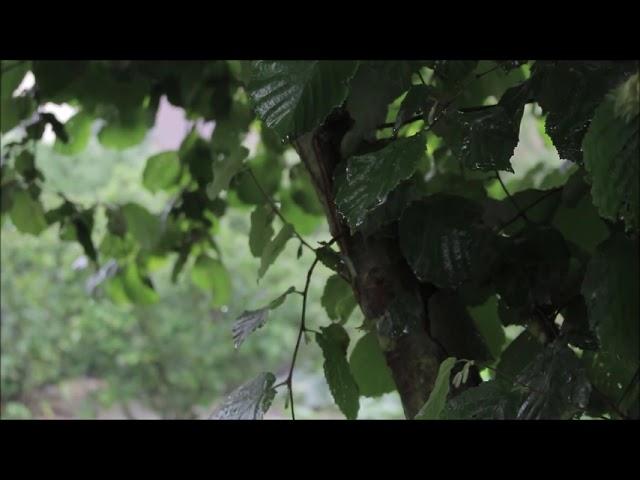Rain in Forest White Noise | Sleep, Study, Focus | 2 hours 雨聲 | ASMR