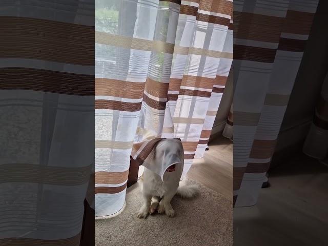Why does he do this? #shorts #humor