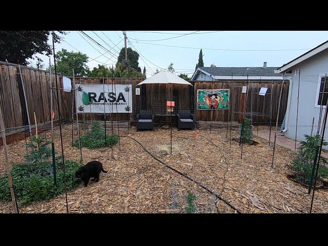 How To Grow Outdoor Cannabis || 12 days in the ground - 5-27-2024