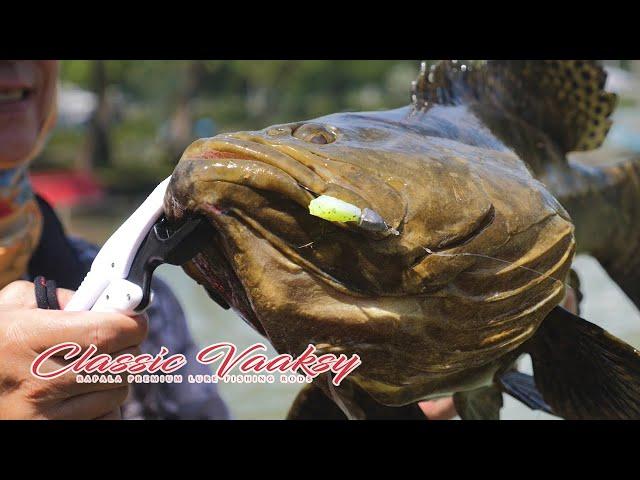 Fishing for huge Groupers at D'Best Premium Pond! | Rapala Classic Vaaksy