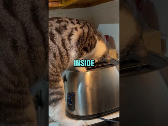 ALWAYS Trust Your Cat 