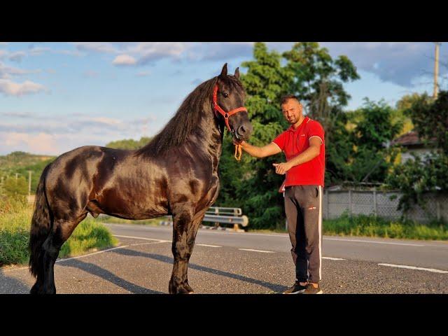 PREZENTAREA CAILOR FRIZIENI AI LUI RĂZVAN ȘI VIRGIL DE LA HAȚEG, JUDEȚUL HUNEDOARA