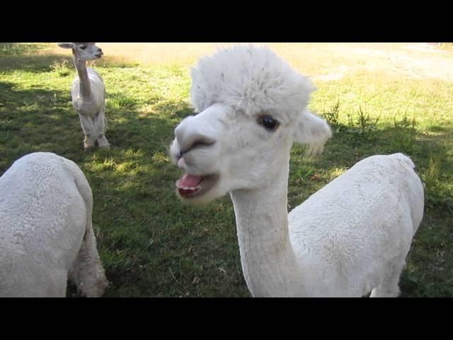 Cute alpaca eats cherry and spits out pip