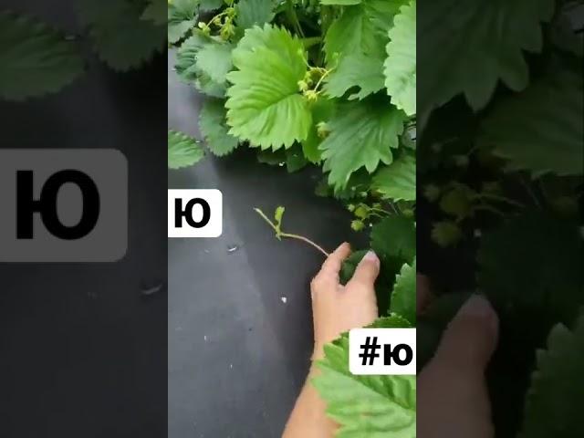 Как вырастить клубнику?