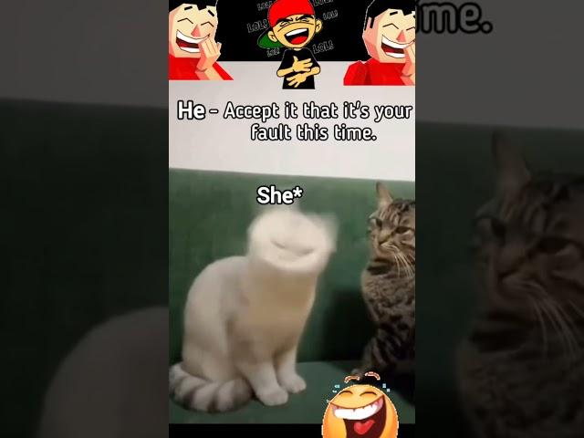 #cats #animals #fyp