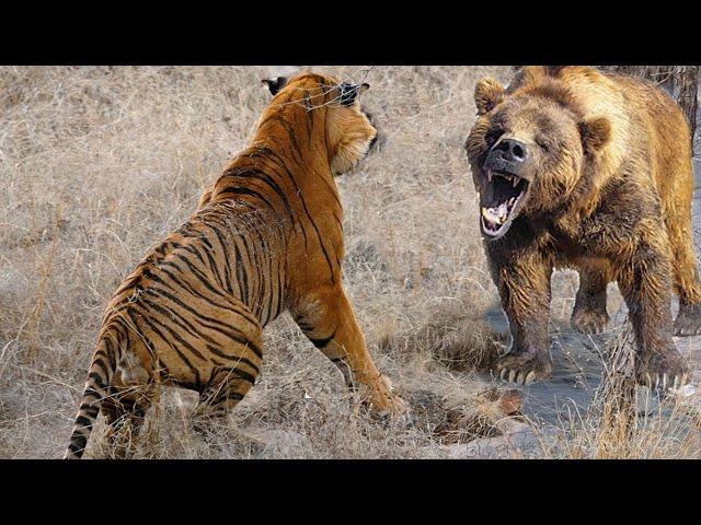 Extreme fights Tiger vs Bear , Wild Animals Attack