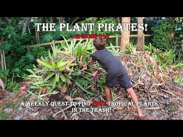 Finding FREE Tropical Plants in the Trash! The Plant Pirates Episode #94