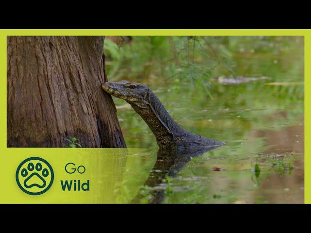 Wild Water Paradise | One Year in the Singapore Botanic Gardens 2/2 | Go Wild