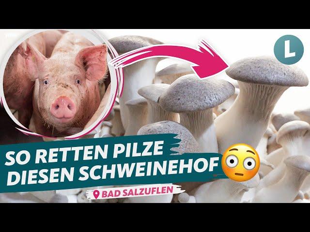 Radikaler Wandel im Schweinemast-Betrieb | WDR Lokalzeit Land.Schafft.