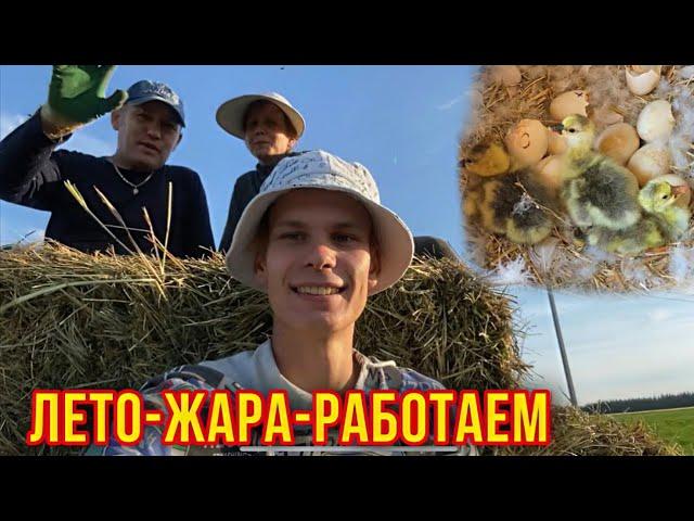 Пора Сенокоса Неожиданные пополненияПородистые цыплята, Утята,Гусята,Кролики.Ждём ещё пополнения