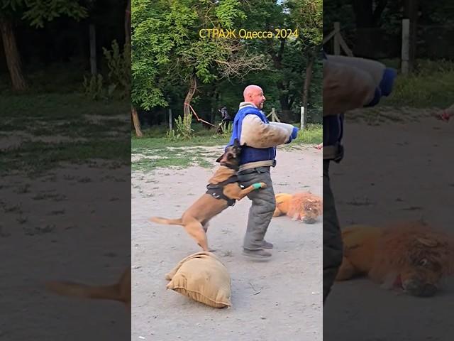 ‼️Bruse attacks.  #STRAZHODESSA Malinois training.  GUARD.  Odessa 2024