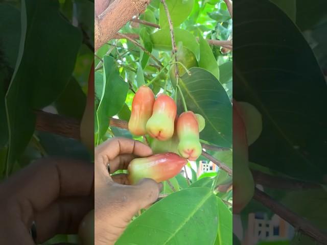Rose Apple Goli joda Mojito | Panneer Pazham Summer Drink | #itboyssamayal #cooking #viralvideo