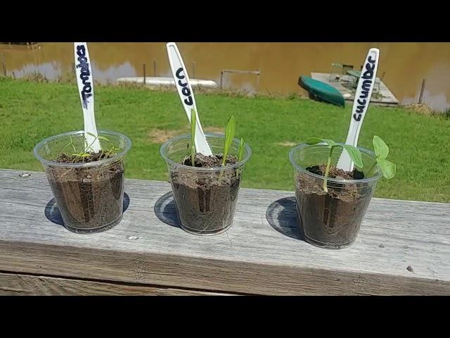 Check in on our Seedlings