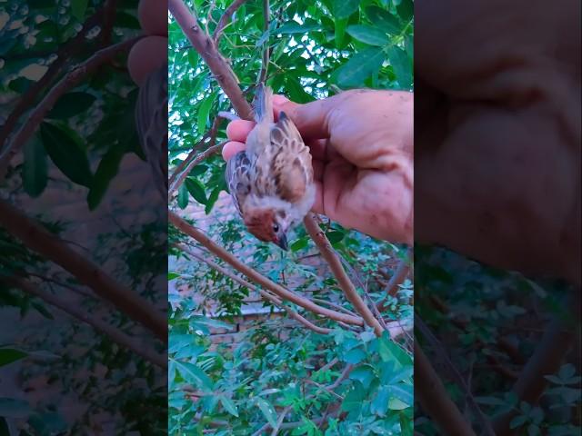 the poor bird was stuck in a tree I rescued.  #wildliferescue #birds #rescuebirds #birdslovers
