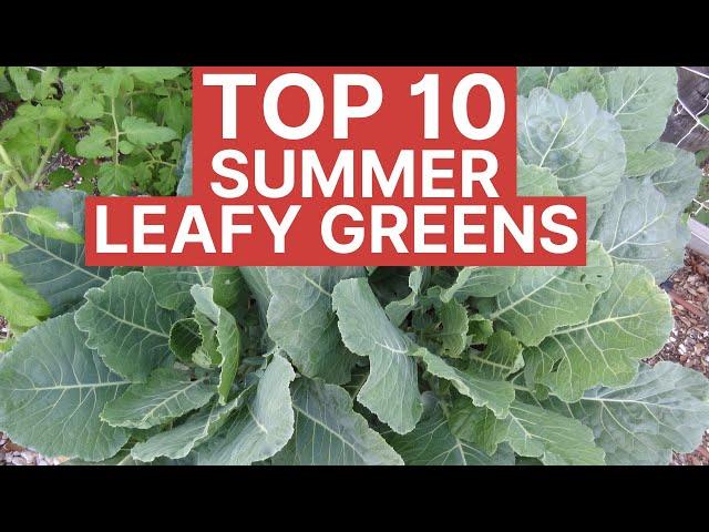 You CAN Grow Greens in Florida Summers