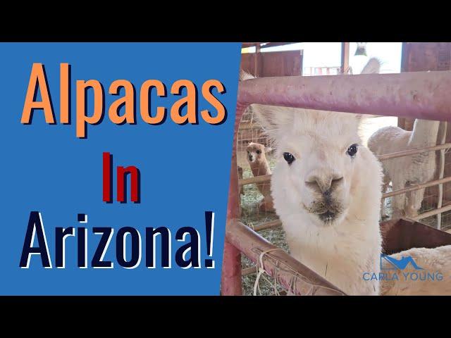 Alpacas in Arizona