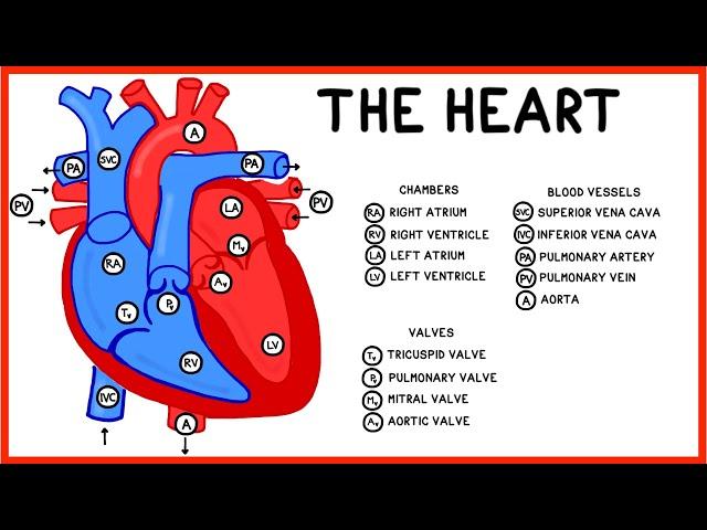 The Heart and Circulatory System Structure and Function