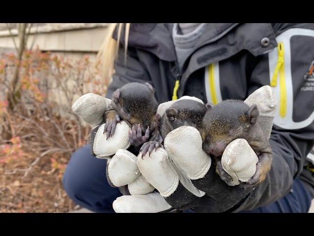 Baby Squirrel Removal Goes NUTS!