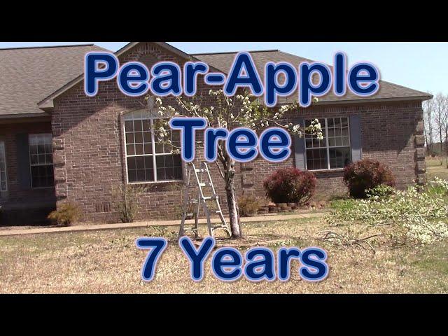 Pear-Apple Grafted Tree 7 Years Later