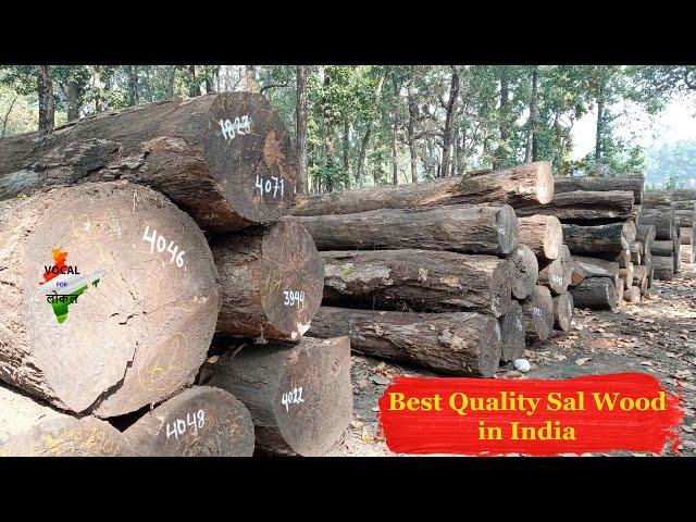 Sal Wood Best Quality in India I Siliguri Sal