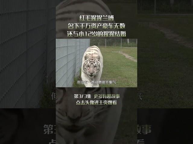 2/3红毛猩猩兰博，名下千万资产豪车无数，还与小12岁的猩猩结婚！#自然  #动物 #animal#猩猩 #动物成精 #shorts
