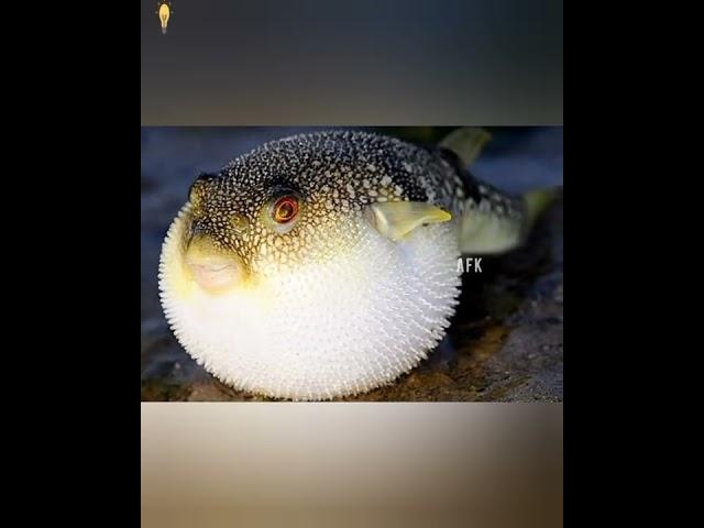  puffer fish fact #amazing fact's in kannada #kannada facts #facts kannada