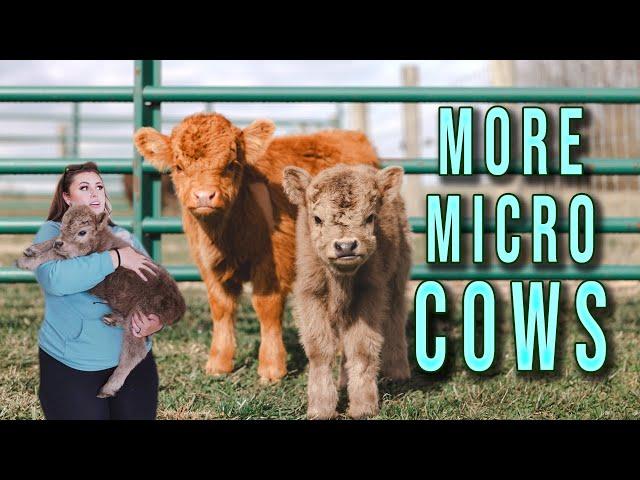 The Smallest Cow I've Ever Seen...