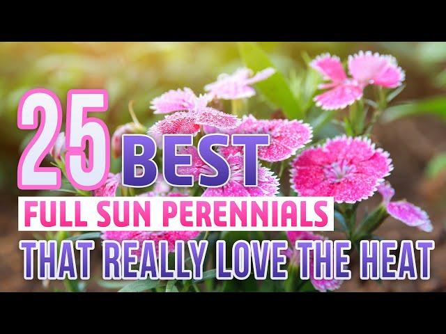 25 Best Full Sun Perennials That Really Love The Heat