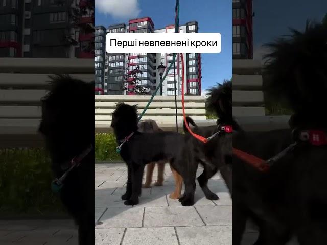 Перші самостійні кроки у великому місті #brusselgriffon #грифон