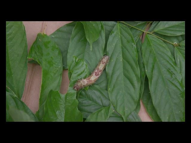 Life Cycle of the Blue Morpho Butterfly