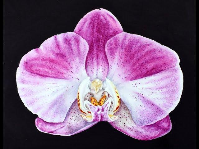 How to paint an Orchid in watercolor ~ demo tutorial ~ Marie Burke Art