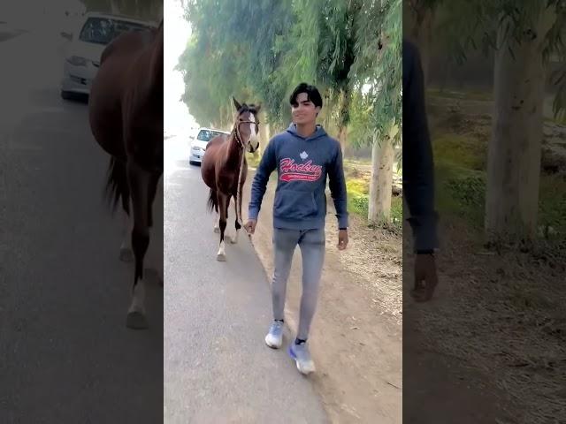 Bom Bom#swpetshouse #mamu #subhan #worldpetslover #waleed #duet #attitude