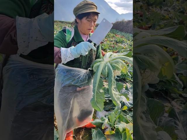 Harvest Cauliflowers #vegetables #fresh #farm