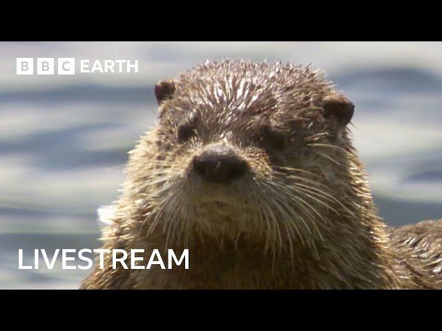  LIVE: Amazing Otter Moments | BBC Earth