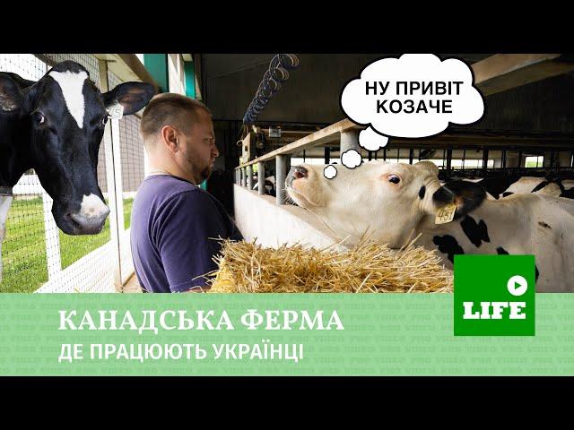 Канадська ферма  де працюють Українці. ПРОФЕСІЙНО ПРО КАНАДУ - VIDEO PRO VIDEO CHANNEL