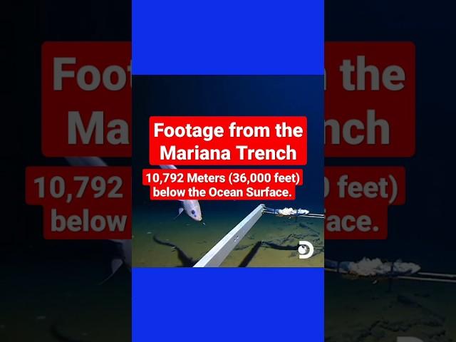 Footage from the Mariana Trench. 10,792 Meters (36,000 feet) below the Ocean Surface |