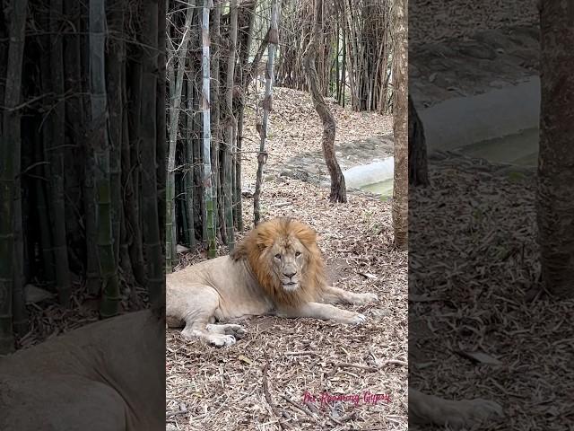 Lion King   #bannerghatta #bannerghattanationalpark #bangalore #safari #shorts #lion #lionking