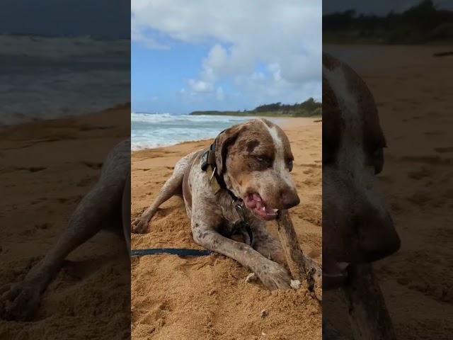 This boy is growing up too fast. He is almost two already! #shortsreels #catahoula