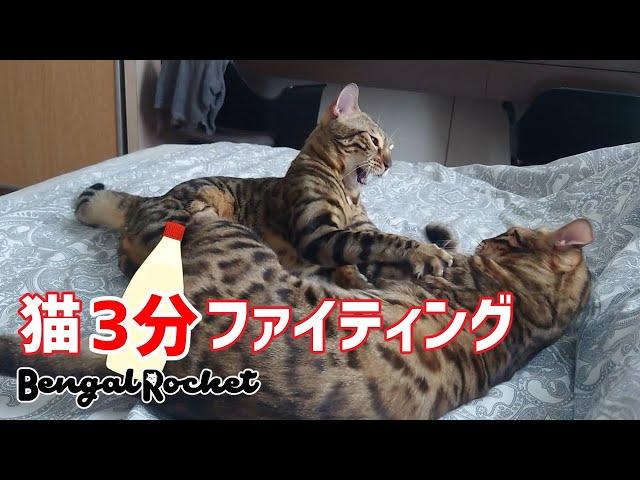 猫の喧嘩をあの料理曲に乗せて【ベンガルロケット】