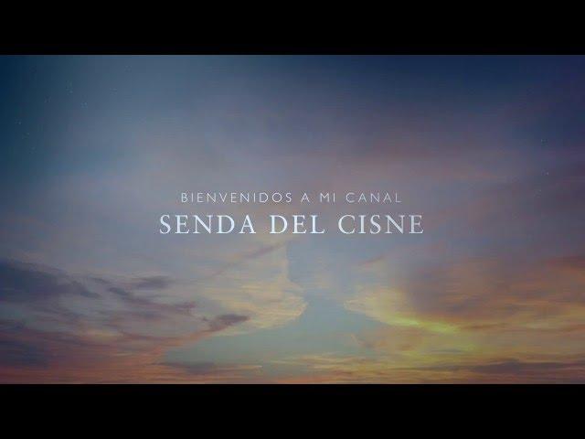 Bienvenidos A Mi Canal  Senda Del Cisne