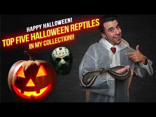 Top Five Halloween Reptiles in my Collection! #Reptiles #BallPythons #Snakes