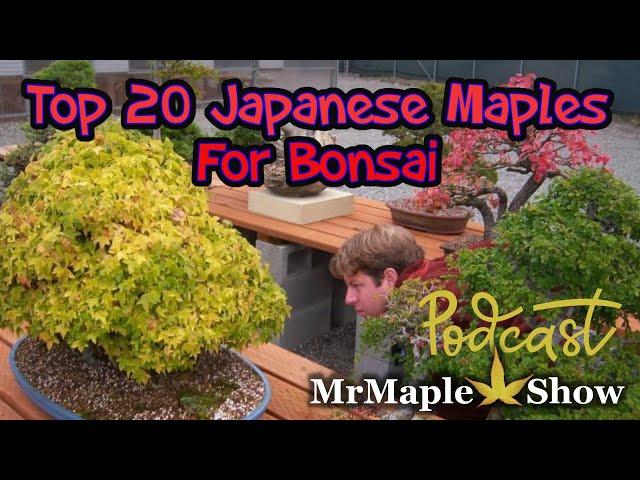 Top 20 Japanese Maple Recommendations for Bonsai | MrMaple Podcast