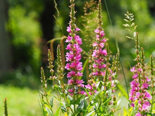 Naturnaher Garten im Juli - was blüht, was fliegt? Teil 2