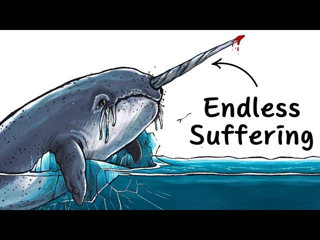 Why it sucks to be born as a Narwhal