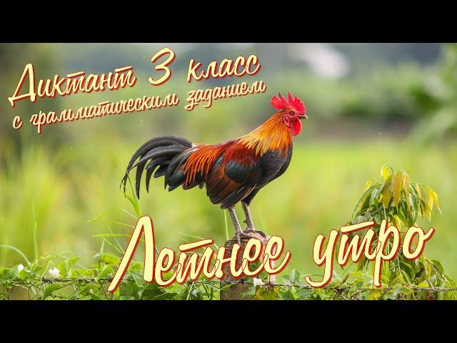 Диктант c грамматическим заданием! 3 класс. Летнее утро #диктант3класс #диктант