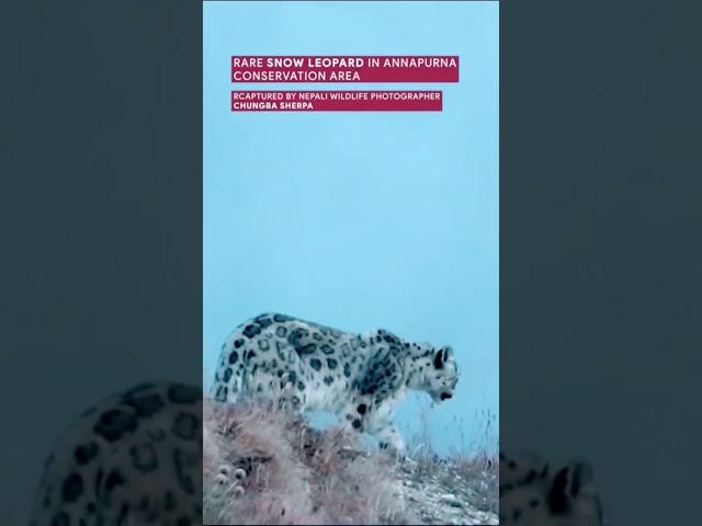 Rare snow leopard #snowleopard #leopard #video #video #shorts #youtube #video