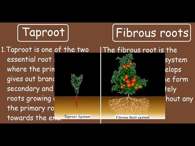 Taproot vs Fibrous roots |Quick Differences and Comparisons|