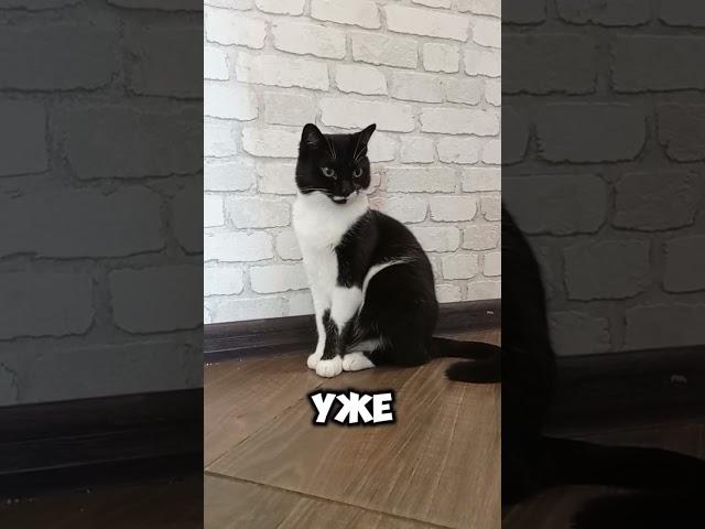 для счастья...#мурка#котик#юмор#шортс#2025 .