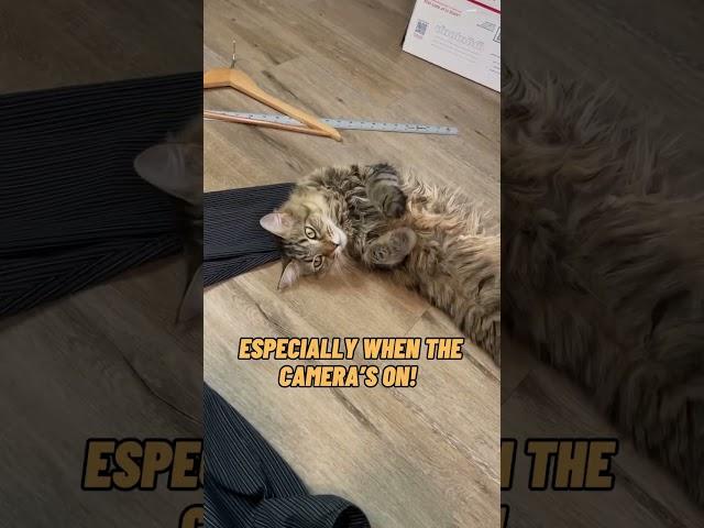 My little tabby kitty loves 'helping" me work